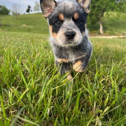 Winston - Blue male Australian Cattle Dog puppy in Olive Hill, Kentucky from Tompkins Farm