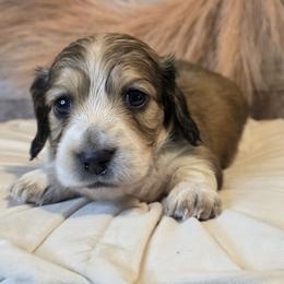 Minnow - Cream female Dachshund puppy in Romney, Indiana from Brown's Valley Dachshunds