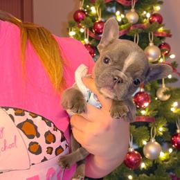 Misty - Blue female French Bulldog puppy in Strunk, Kentucky from Waters Edge French Bulldogs LLC