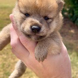 Girl 1  and this is actualy her - Red female Shiba Inu puppy in Aledo, Texas from Louwien Shiba Rotties