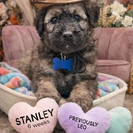 Leo - Wheaten male Whoodle puppy in Knoxville, Tennessee from Fleury Farm Doodles TN