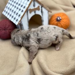 Merle girl - female Newfypoo puppy in Brandenburg, Kentucky from Bluegrass River Newfoundlands