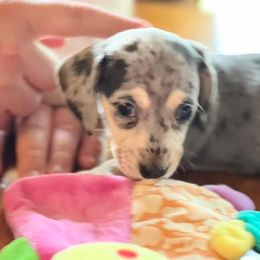 Dachshund Puppies from GypsyDox