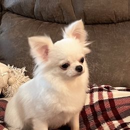Willow - Chihuahua