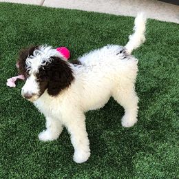 Poodles from Cactus Creek Poodles