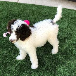 Poodles from Cactus Creek Poodles
