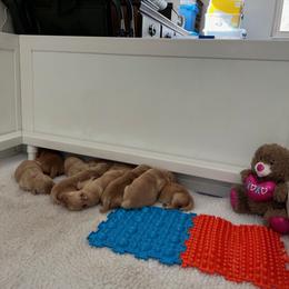Golden Retriever Puppies from Hope Service Dogs, Inc
