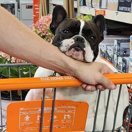 Moo - French Bulldog