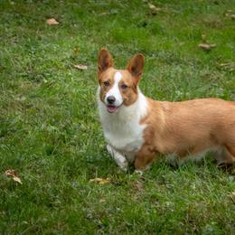Sasha - Red female Pembroke Welsh Corgi puppy in Narvon, Pennsylvania from Corgi Companions
