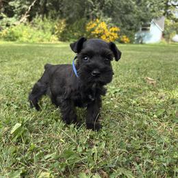 Fritzy - Black male Miniature Schnauzer puppy in Maynard, Minnesota from Linda Maus