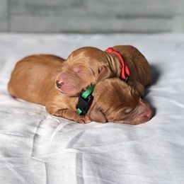 Labradoodle and Labrador Retriever Puppies from Katie K9