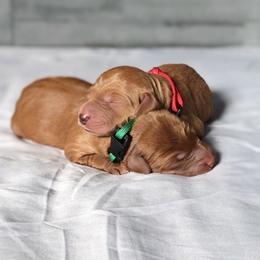 Labradoodle and Labrador Retriever Puppies from Katie K9