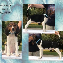 Pale blue - Tri-colored male Treeing Walker Coonhound puppy in Vermontville, Michigan from Stackem Up Kennel