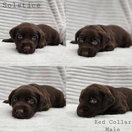 Solstice - Red Collar - Chocolate male Labrador Retriever puppy in Boyd, Minnesota from Lindley Labradors
