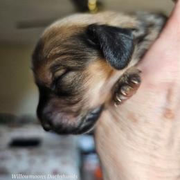 Sunset - Dapple female Dachshund puppy in Lebanon, Oregon from Willow Moons Dachshunds