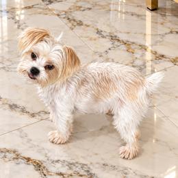 Creams - Yorkshire Terrier