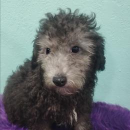 Dusk - Black male Poodle puppy in Neosho, Missouri from Star Light Pups