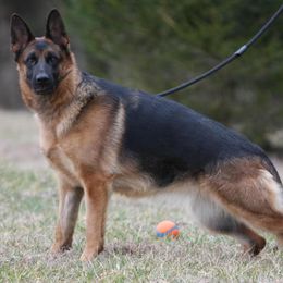 German Shepherd Puppies from Khanguard German Shepherds