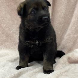 Pink Collar - Sable female German Shepherd puppy in Willington, Connecticut from Wertvoll German Shepherds
