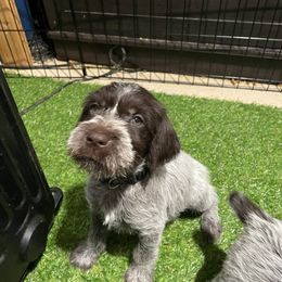 Boy 4 - Wirehaired Pointing Griffon puppy in Idaho from Muddy Paws WPG