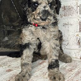 Rowan - Blue merle male Aussiedoodle puppy in Monroe, North Carolina from The Klepper Homestead