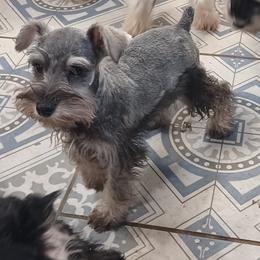 Hiccup - Salt and pepper male Miniature Schnauzer puppy in Ogema, Minnesota from Belinda Donley's Miniature Schnauzer