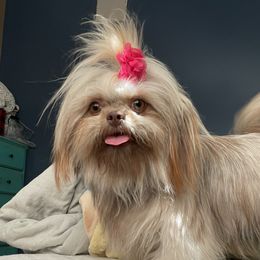 Gigi - Shih Tzu