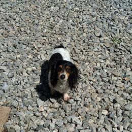 Sadie - Dachshund