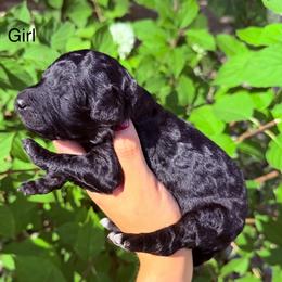Raven - Black female Goldendoodle puppy in Jasper, Georgia from Harrington Doodles & Poodles
