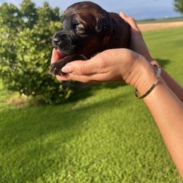 Rachel. Pink. - Wheaten female Soft Coated Wheaten Terrier puppy in Illinois from Sarabeth's Friendly Pups