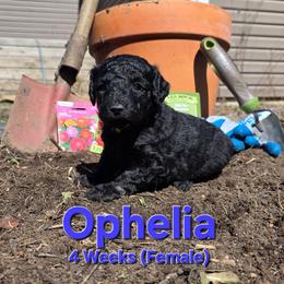 Ophelia - Black female Labradoodle puppy in Genoa City, Wisconsin from Sakura Pups