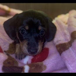 Black and Cream Female 1 - Black and tan female Dachshund puppy in Blackstone, Virginia from Cheyenne's Dachshunds