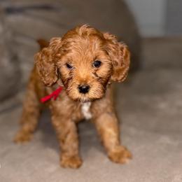Chai - Red  male Goldendoodle puppy in Humble, Texas from Simply Dane Doodles