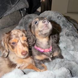 Blue And Tan Longhair Female, AKC - Blue and tan female Dachshund puppy in El Paso, Texas from IVK9's Dachshunds