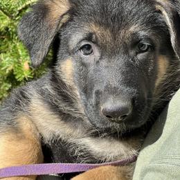 Purple collar female - Black and tan female German Shepherd puppy in Winterport, Maine from Vom Stevens Old Fashioned German Shepherds