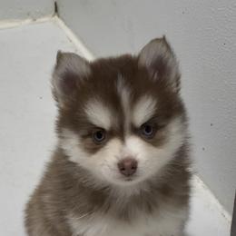 Cher   (now Isla) - Black and white female Pomsky puppy in Spring Hill, Florida from PDQ Pomskies