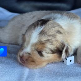 Slots - Red merle male Miniature Australian Shepherd puppy in Powell Butte, Oregon from Willow Lane Ranch