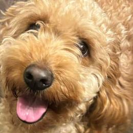 Olive - Goldendoodle