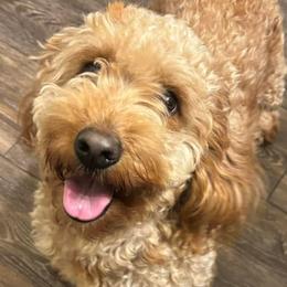 Olive - Goldendoodle