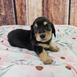 Ruby - Black and cream female Dachshund puppy in Malad City, Idaho from Mountain Sage Dachshunds
