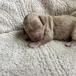 Reba - Caramel female Labradoodle puppy in Lowville, New York from Adirondack Labradoodles