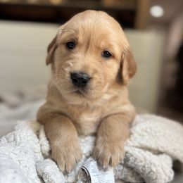 Golden Retriever Puppies from Haven of Hope Golden Retrievers