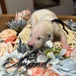 Edmund - White and black male Dalmatian puppy in Mount Vernon, Missouri from Spots & Spirals