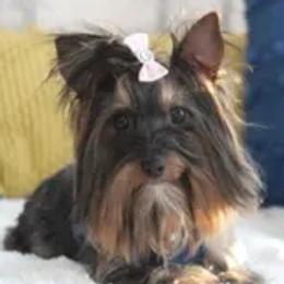 Destiny - Yorkshire Terrier