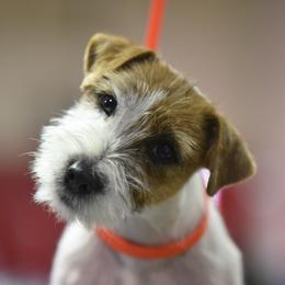 Hank - Russell Terrier