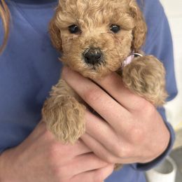 Purple Collar AKC - Apricot female Poodle puppy in Powder Springs, Georgia from West Cobb Dogs