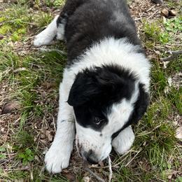 Border Collie Puppies from Roaring River Border Collies
