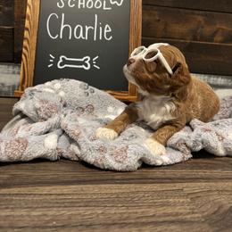 Charlie - Apricot male Goldendoodle puppy in Birmingham, Alabama from Ivy’s Doodles