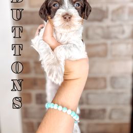 Buttons - Tri-color female Australian Labradoodle puppy in Decatur, Alabama from Southern Meadows Doodles