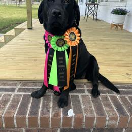 Nelli - Labrador Retriever